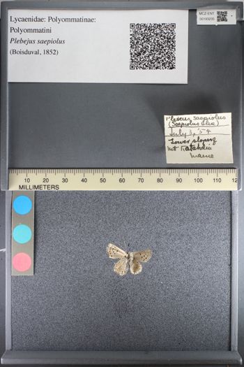 Media type: image;   Entomology 193235